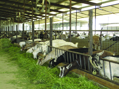 Fig. 01: Photograph showing dairy goats housed in a free stall barn. Goats can be either locked out or locked in the feed alley for management and cleaning purposes.